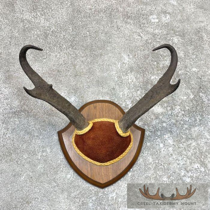 Pronghorn Plaque Taxidermy Mount For Sale