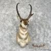 Pronghorn Antelope Taxidermy Shoulder Mount For Sale
