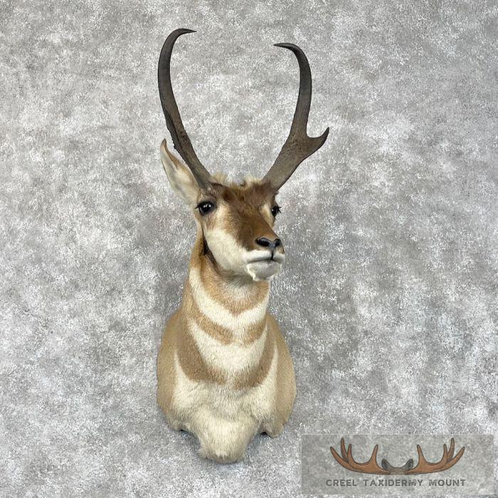 Pronghorn Antelope Taxidermy Shoulder Mount For Sale