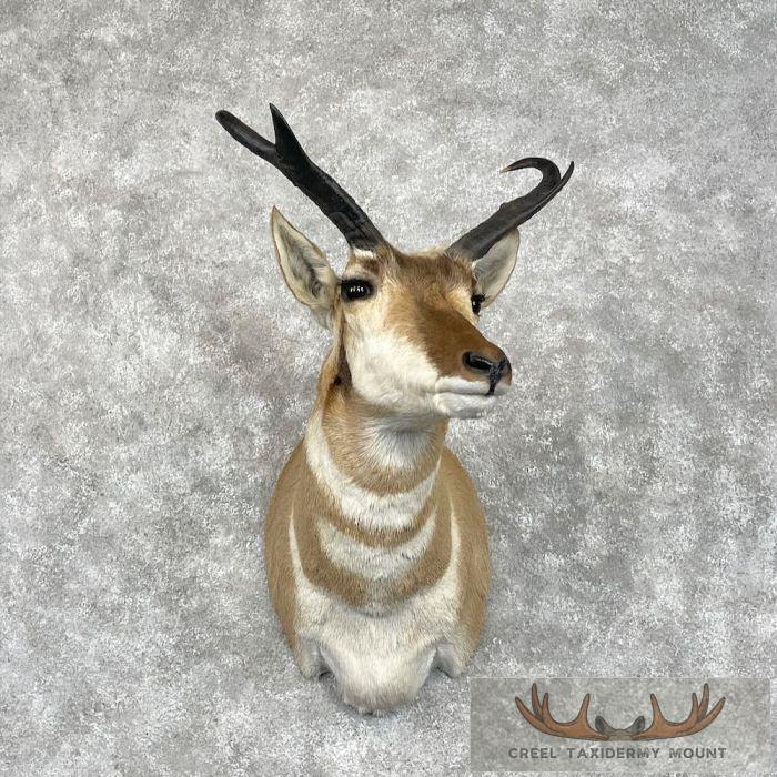 Pronghorn Antelope Taxidermy Shoulder Mount For Sale