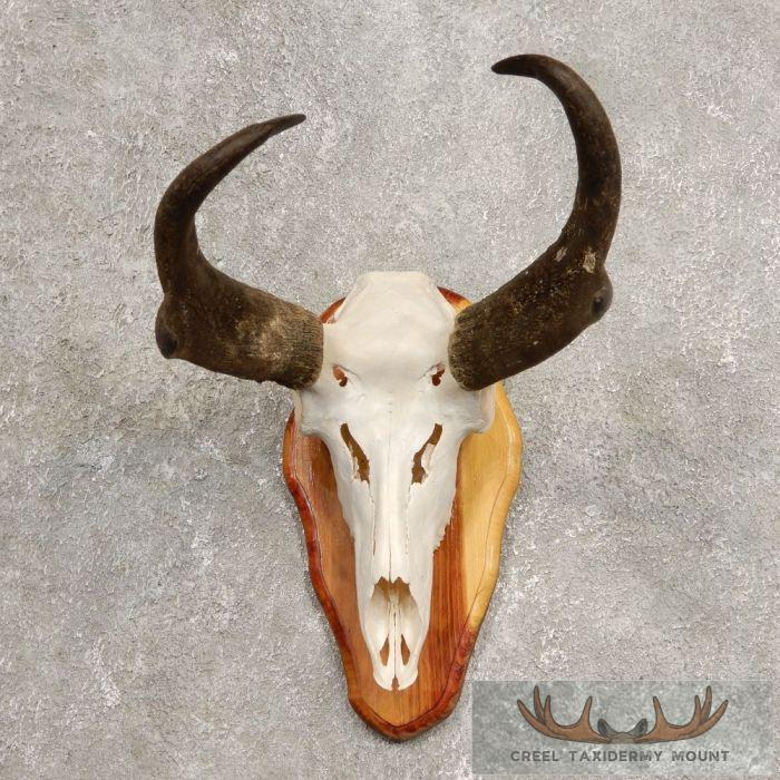 Pronghorn Skull & Horns European Mount For Sale
