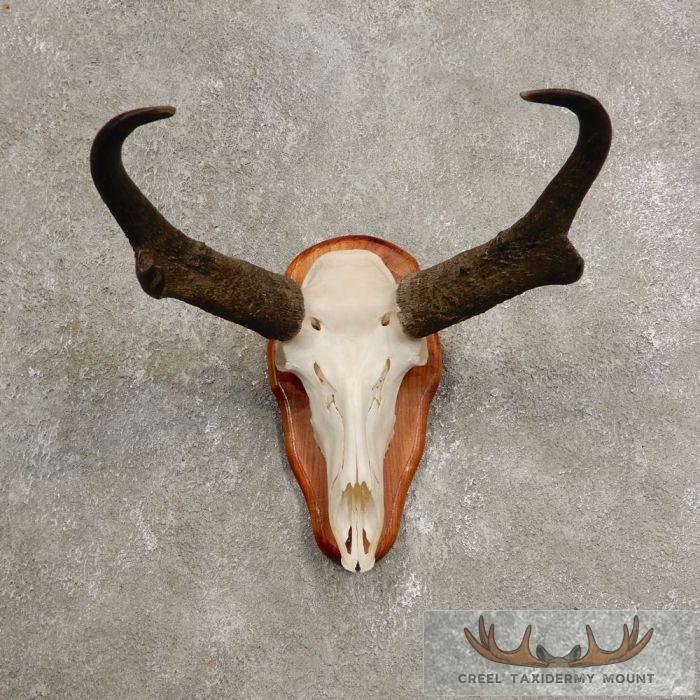 Pronghorn Skull & Horns European Mount For Sale