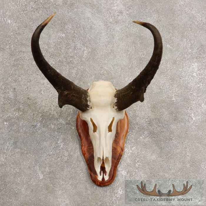 Pronghorn Skull & Horns European Mount For Sale
