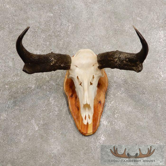 Pronghorn Skull & Horns European Mount For Sale