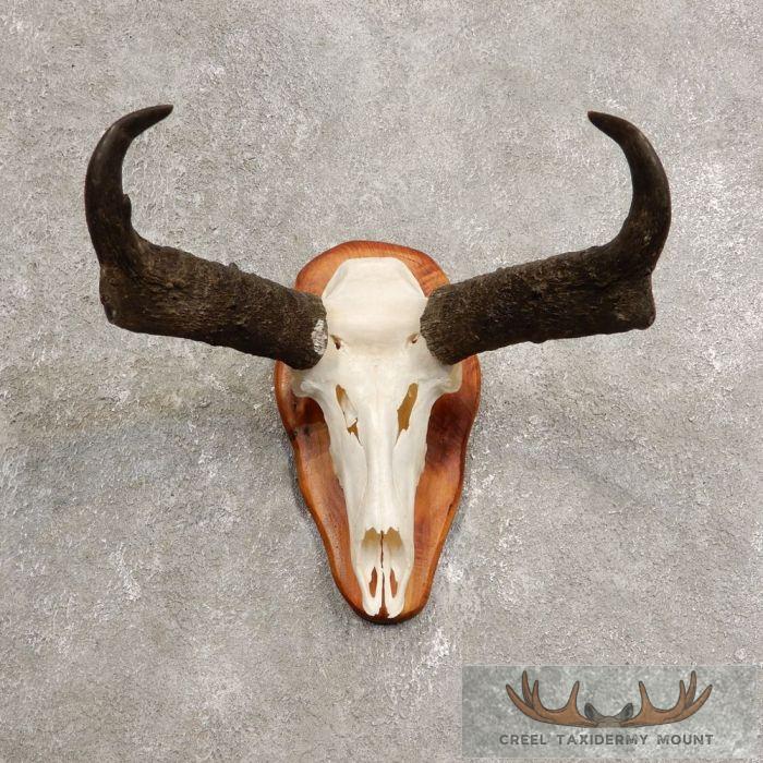 Pronghorn Skull & Horns European Mount For Sale