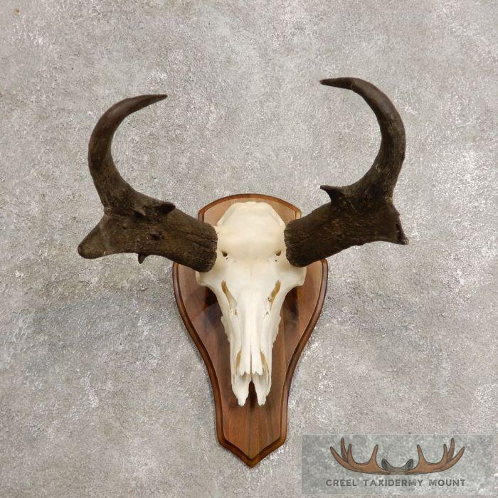 Pronghorn Skull & Horns European Mount For Sale