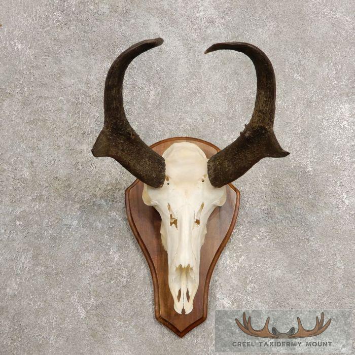Pronghorn Skull & Horns European Mount For Sale