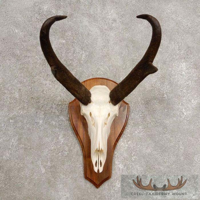 Pronghorn Skull & Horns European Mount For Sale