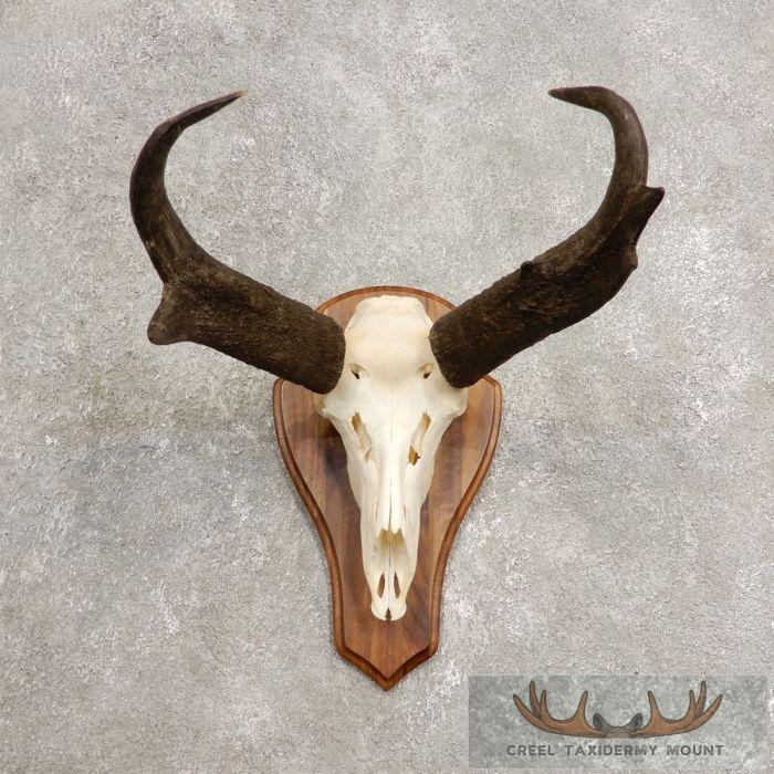 Pronghorn Skull & Horns European Mount For Sale