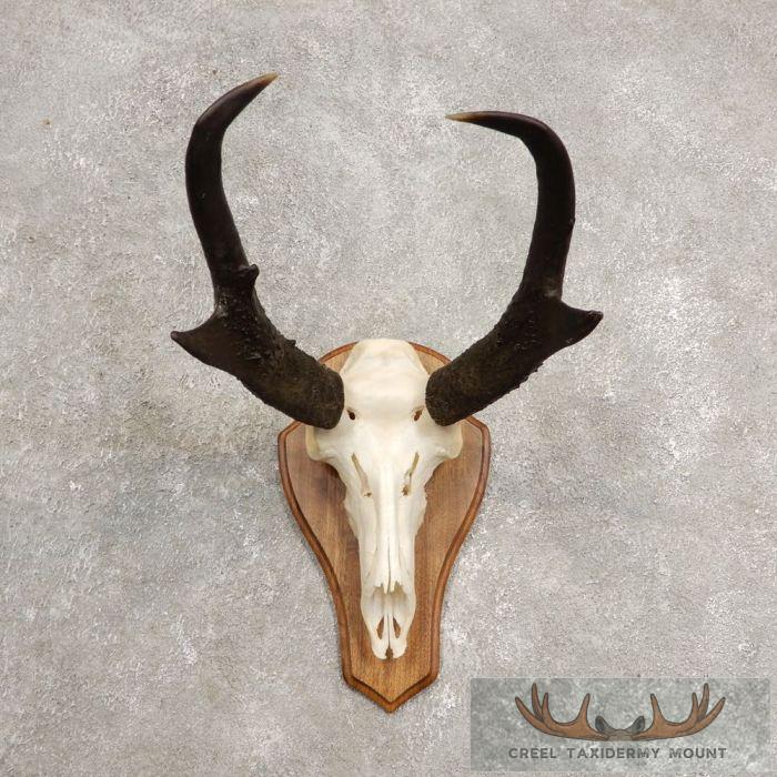 Pronghorn Skull & Horns European Mount For Sale