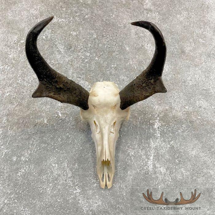 Pronghorn Skull & Horns European Mount For Sale