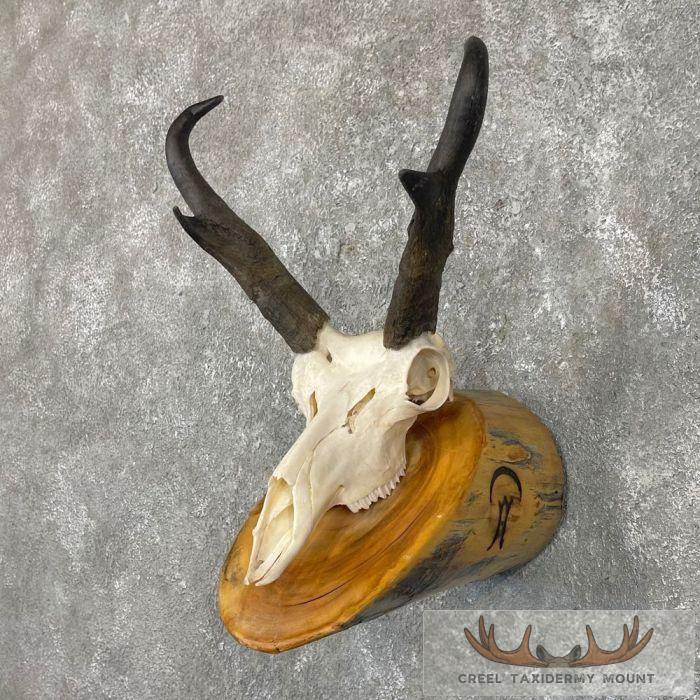 Pronghorn Skull & Horns European Mount For Sale