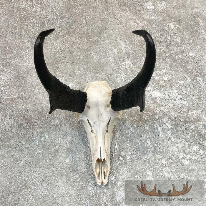 Pronghorn Skull & Horns European Mount For Sale