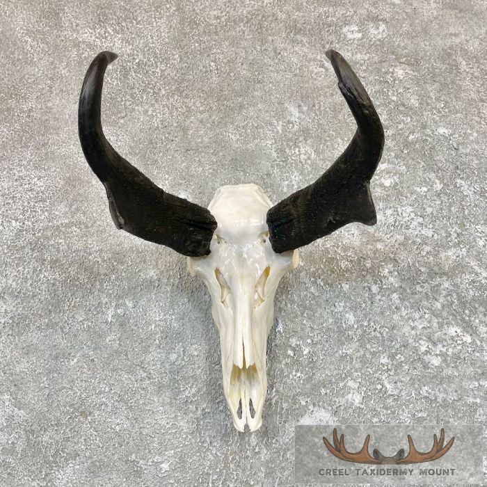 Pronghorn Skull & Horns European Mount For Sale