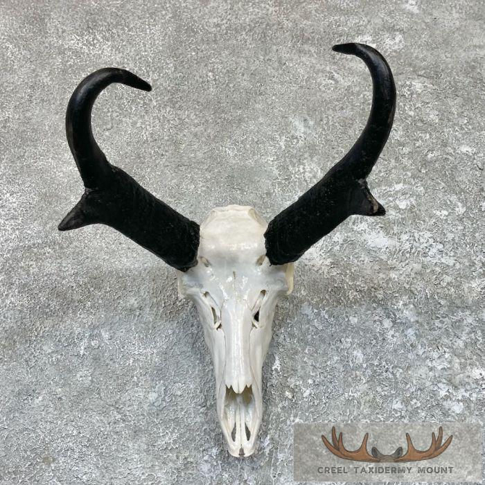 Pronghorn Skull & Horns European Mount For Sale