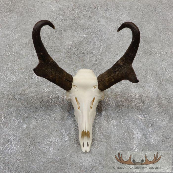 Pronghorn Skull European Taxidermy Mount For Sale