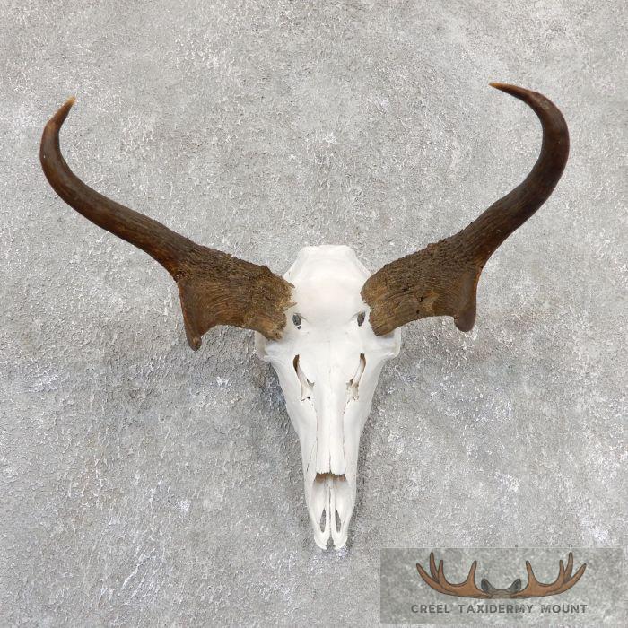 Pronghorn Skull European Taxidermy Mount For Sale