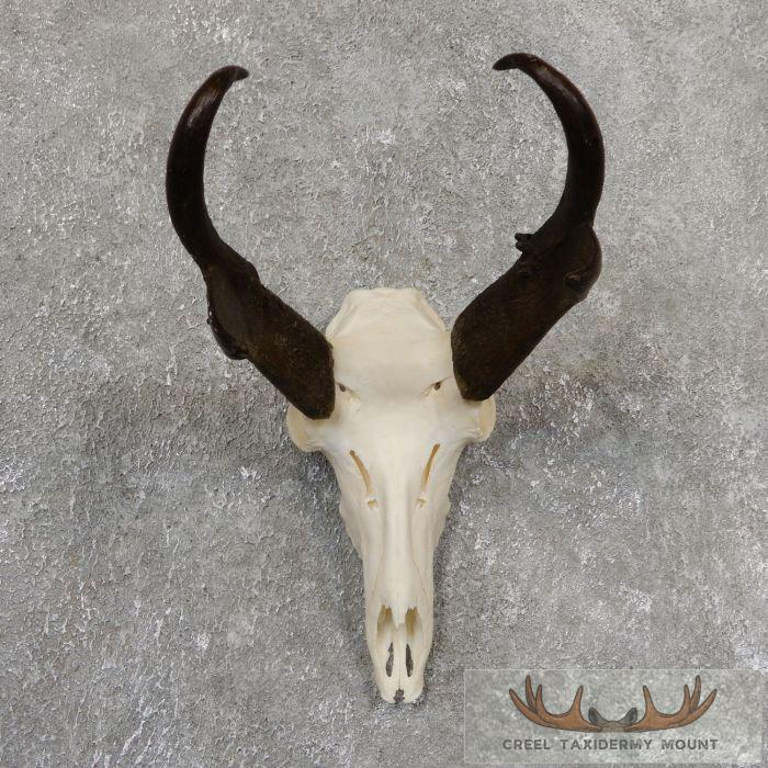 Pronghorn Skull European Taxidermy Mount For Sale