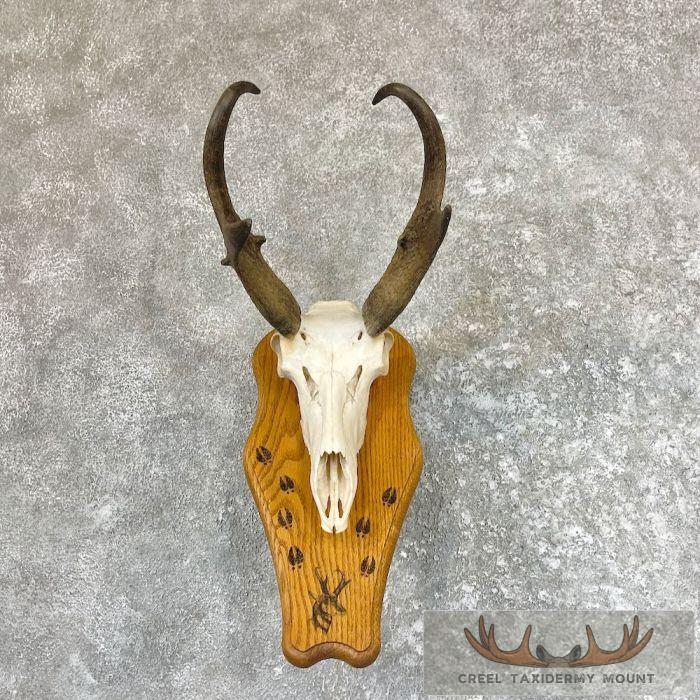 Pronghorn Skull & Horns European Mount For Sale
