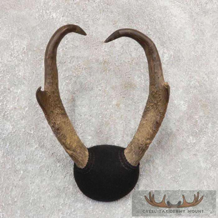 Pronghorn Antelope Taxidermy Horns For Sale