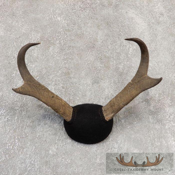 Pronghorn Antelope Taxidermy Horns For Sale
