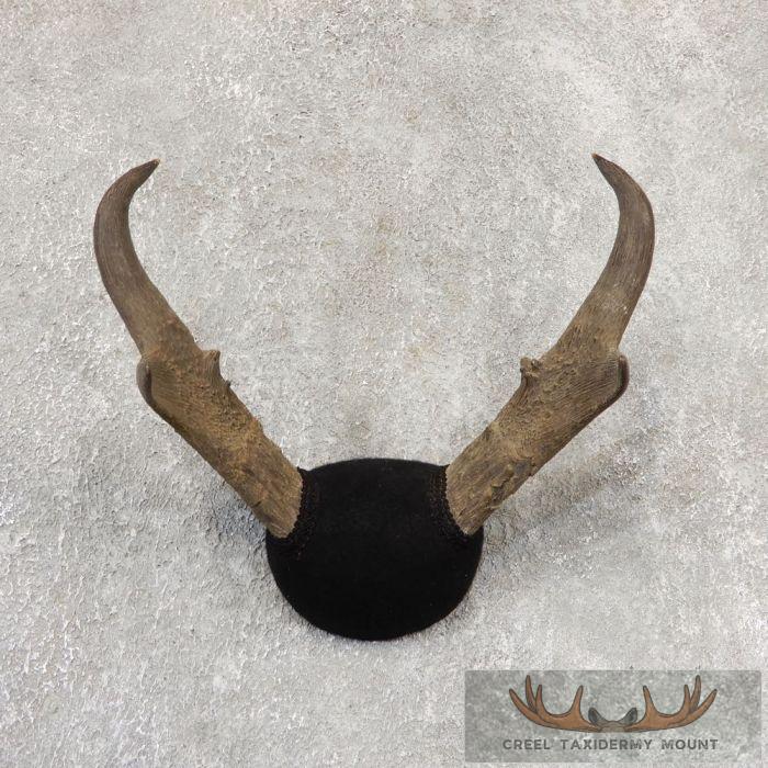 Pronghorn Antelope Taxidermy Horns For Sale