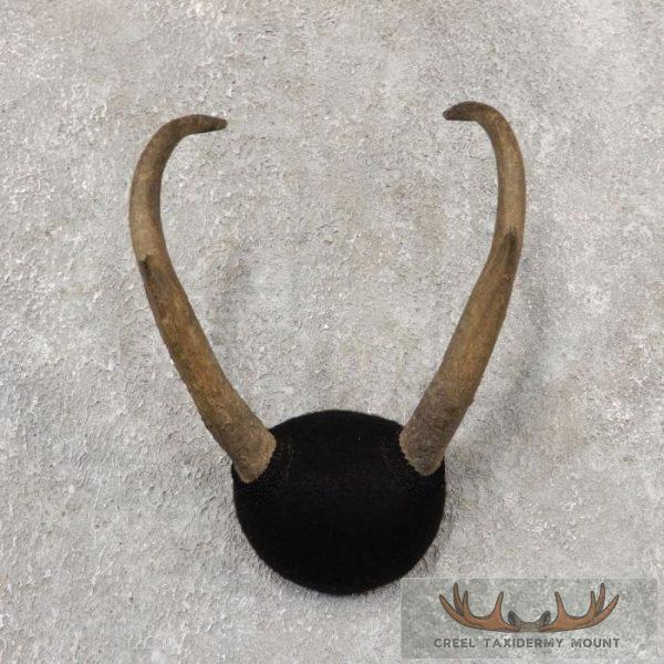 Pronghorn Antelope Taxidermy Horns For Sale