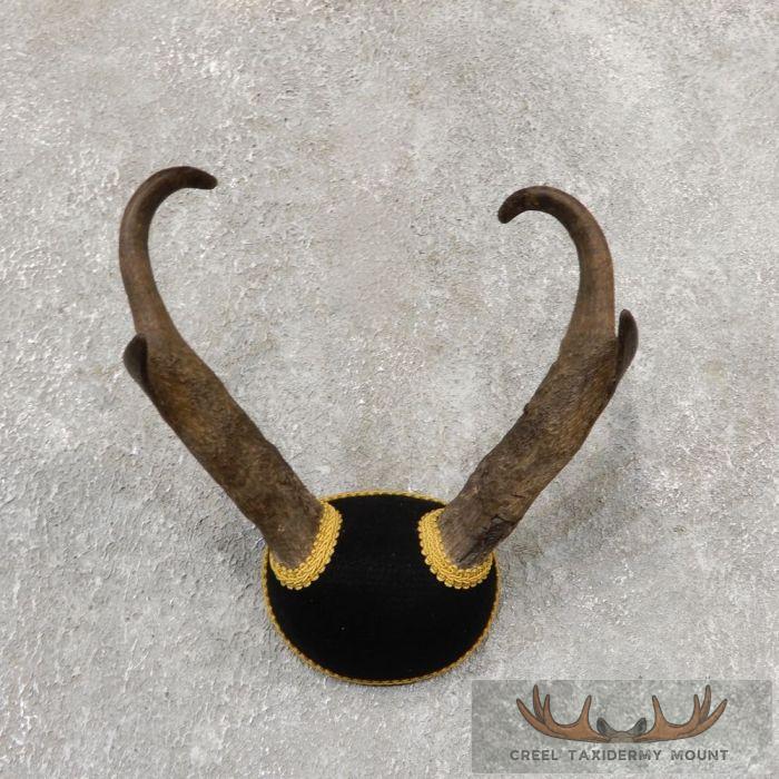 Pronghorn Antelope Taxidermy Horns For Sale