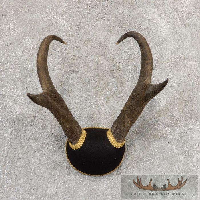 Pronghorn Antelope Taxidermy Horns For Sale