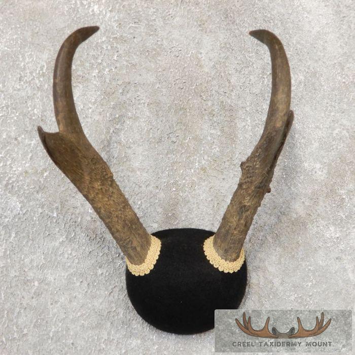 Pronghorn Antelope Taxidermy Horns For Sale