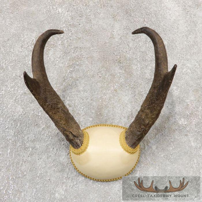 Pronghorn Antelope Taxidermy Horns For Sale