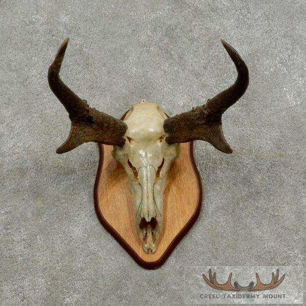Pronghorn Skull & Horns European Mount