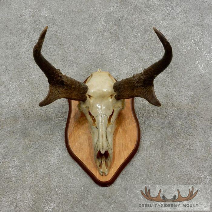 Pronghorn Skull & Horns European Mount