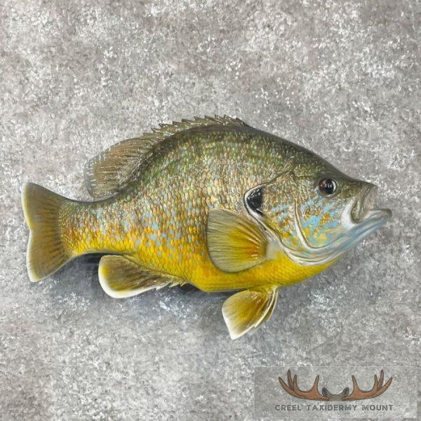 Pumpkinseed Sunfish Taxidermy Fish Mount For Sale