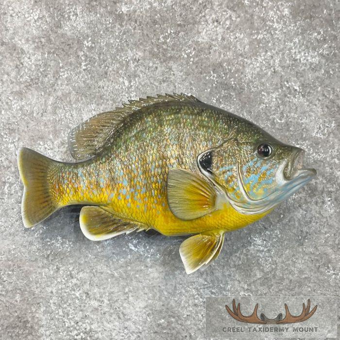Pumpkinseed Sunfish Taxidermy Fish Mount For Sale