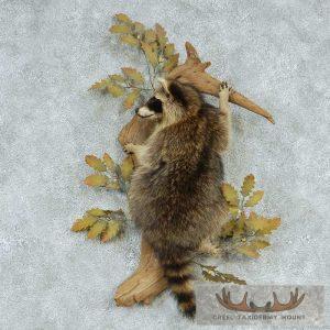 Raccoon Life-Size Wall Mount