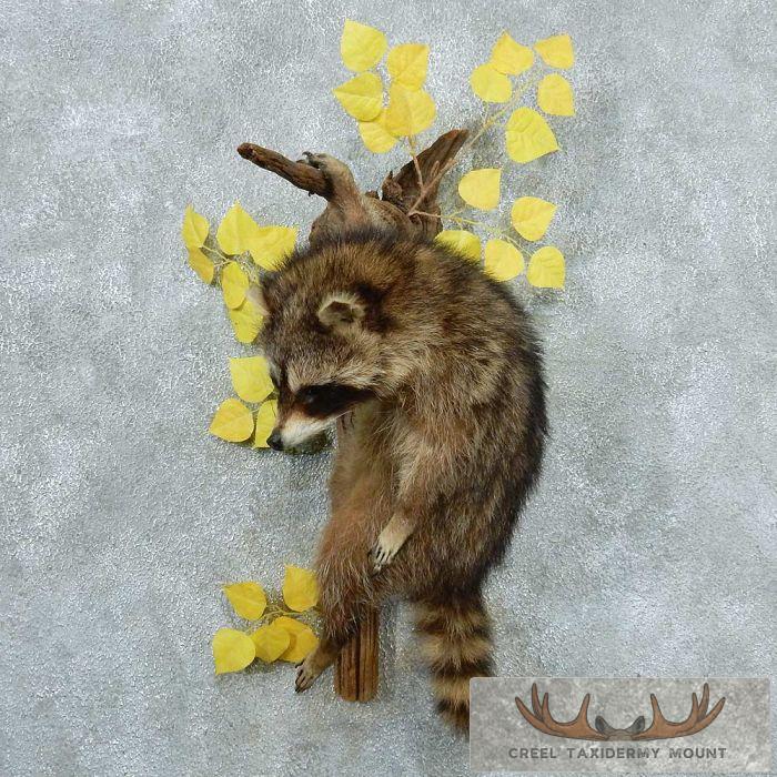 Hanging Raccoon Life-Size Wall Mount