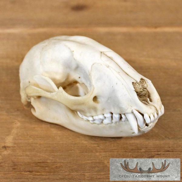 Raccoon Skull