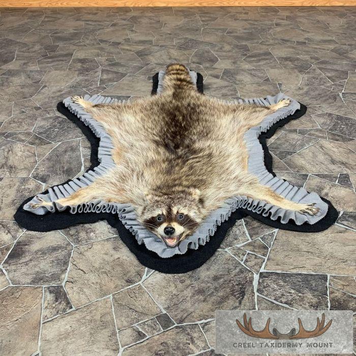 Real Racoon Skin Rug Raccoon Full-Size Rug Taxidermy Mount For Sale - Creel Taxidermy