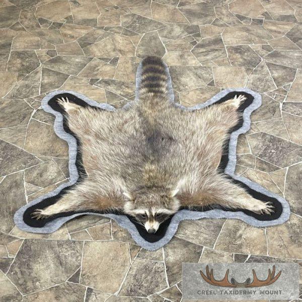 Raccoon Full-Size Rug Taxidermy Mount For Sale