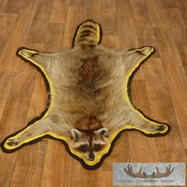 Raccoon Full-Size Rug Taxidermy Mount For Sale