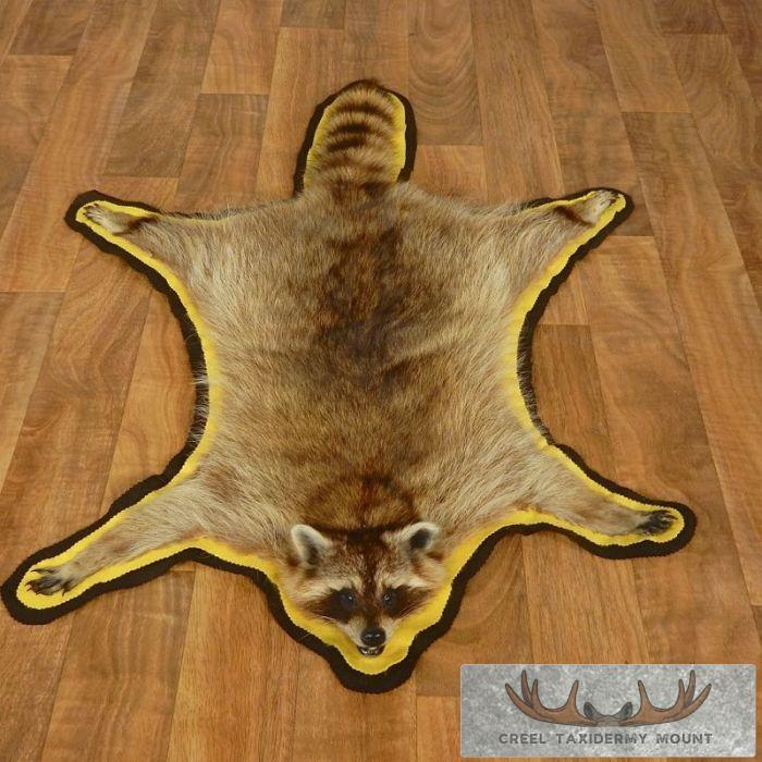 Raccoon Full-Size Rug Taxidermy Mount For Sale