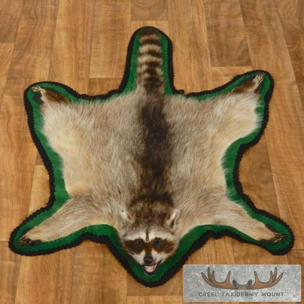 Raccoon Full-Size Rug Taxidermy Mount For Sale