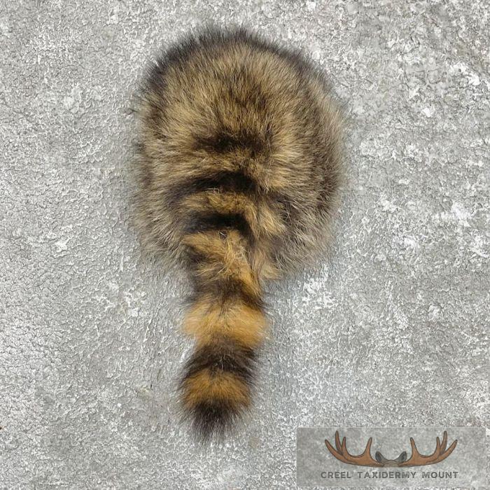 Raccoon Rump Novelty Taxidermy Mount For Sale