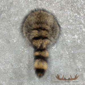 Raccoon Rump Novelty Taxidermy Mount Taxidermy