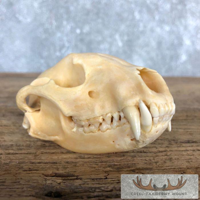 Raccoon Full Skull Taxidermy Mount For Sale