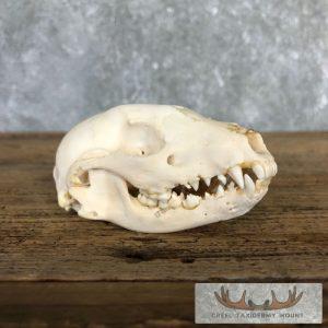 Raccoon Full Skull Taxidermy Mount Taxidermy