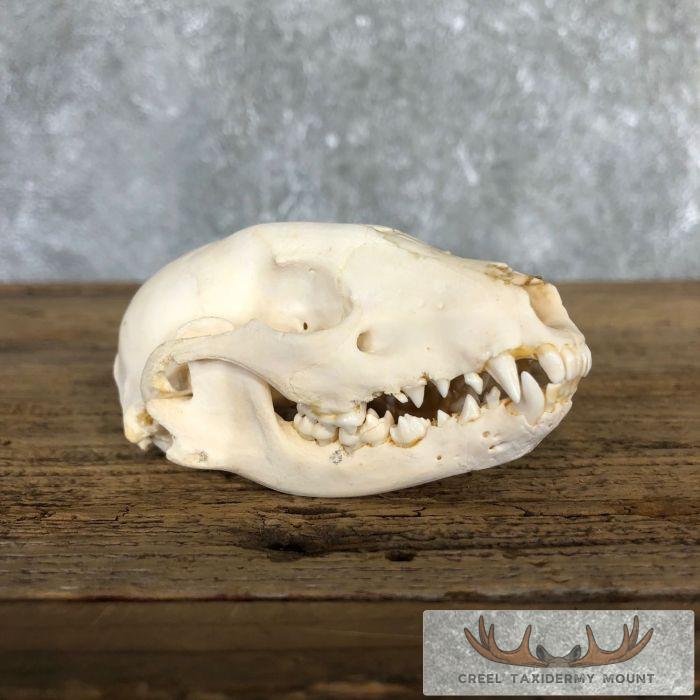 Raccoon Full Skull Taxidermy Mount For Sale
