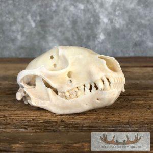 Raccoon Full Skull Taxidermy Mount Taxidermy
