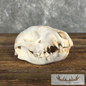 Raccoon Full Skull Taxidermy Mount Taxidermy